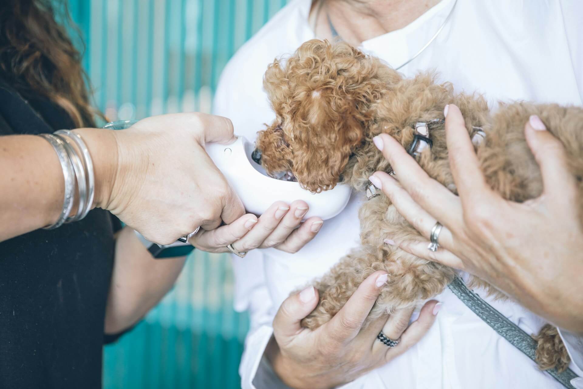 a dog receiving water from a vet tech