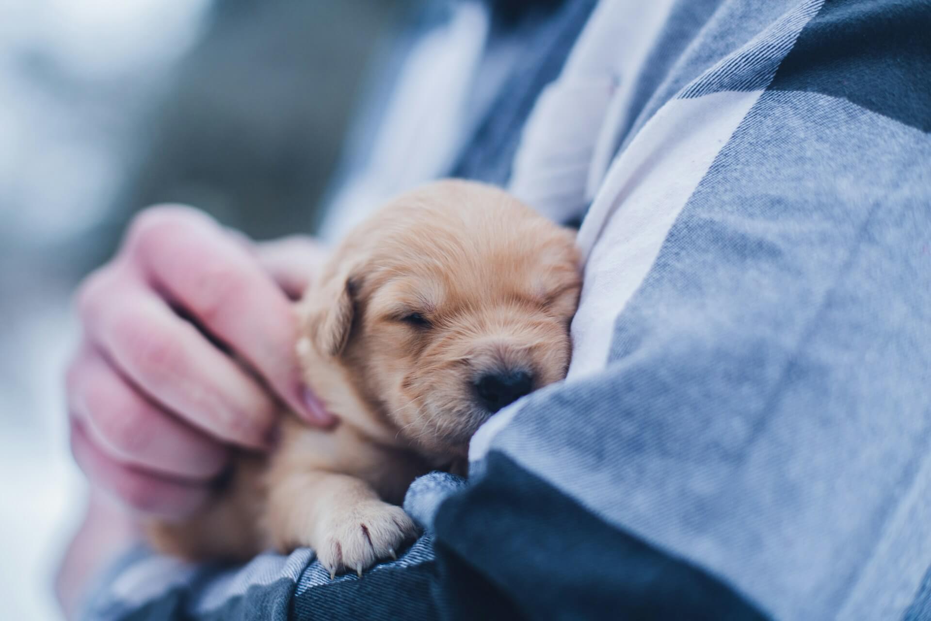 a new born puppy being held by someone