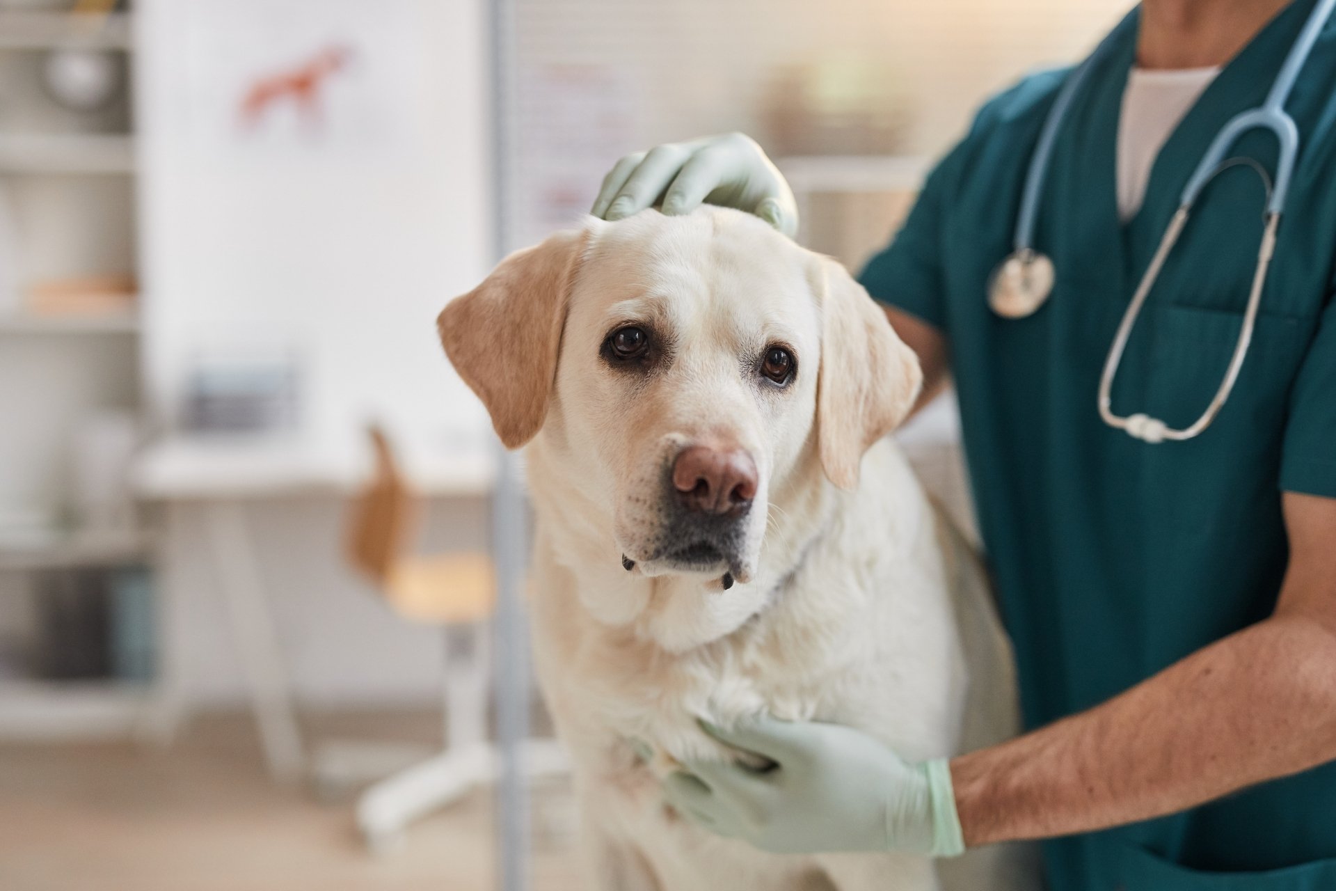 Puppy having a check up in a clinic