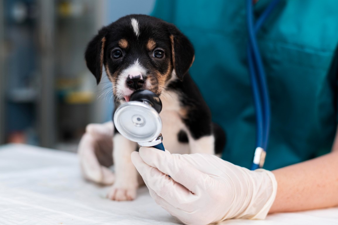 a puppy at the vet getting checked with a stethoscope in it's mouth