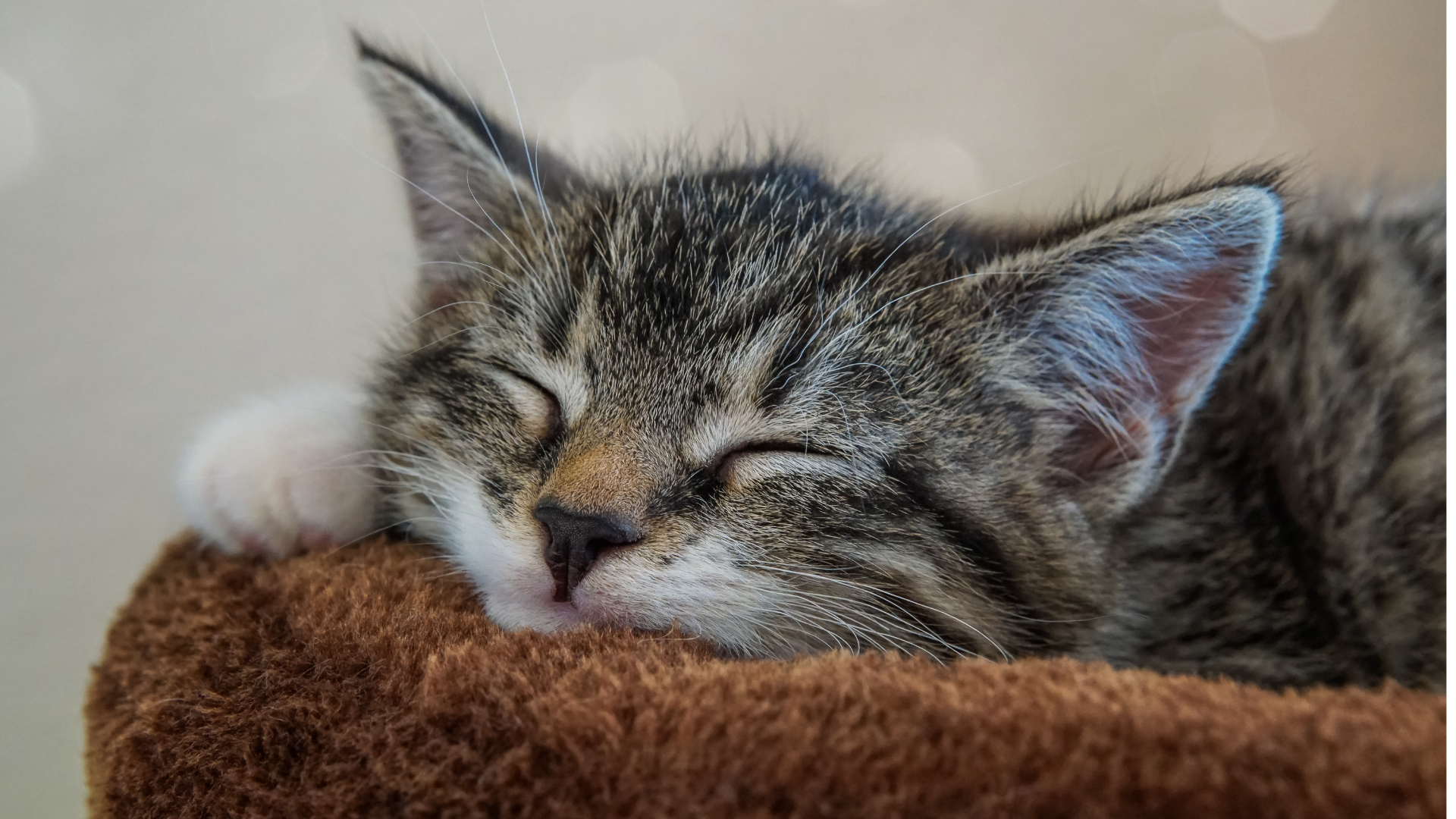 a sleeping cat laying on it's bed