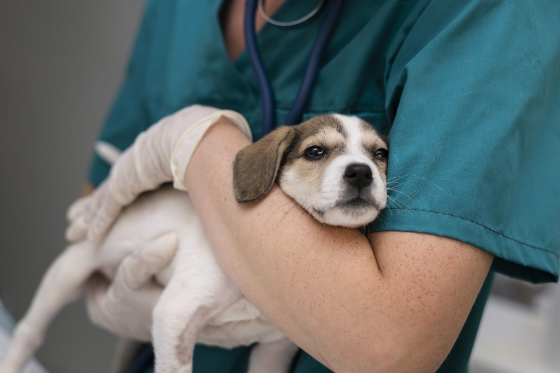 a puppy being held by a veterinarian