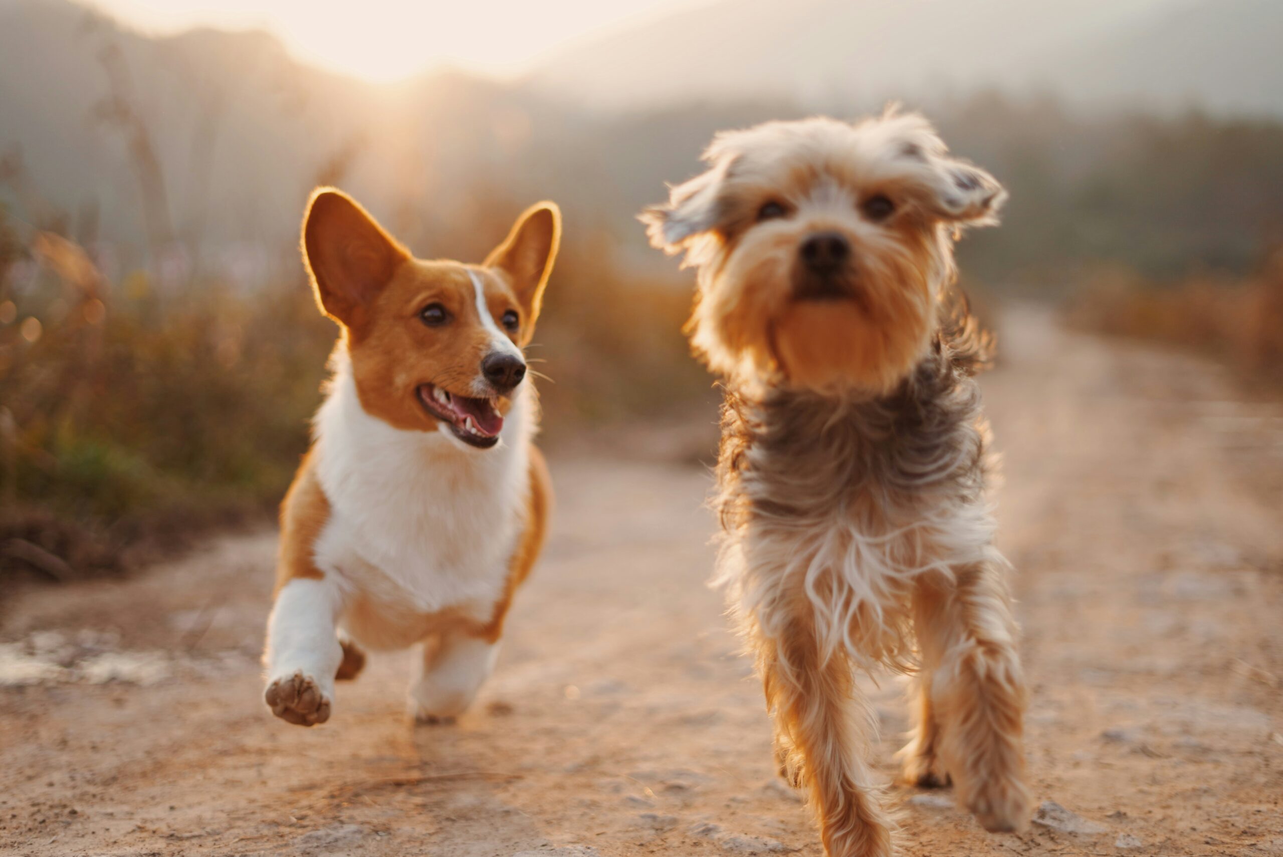 two dogs running through a dirt field