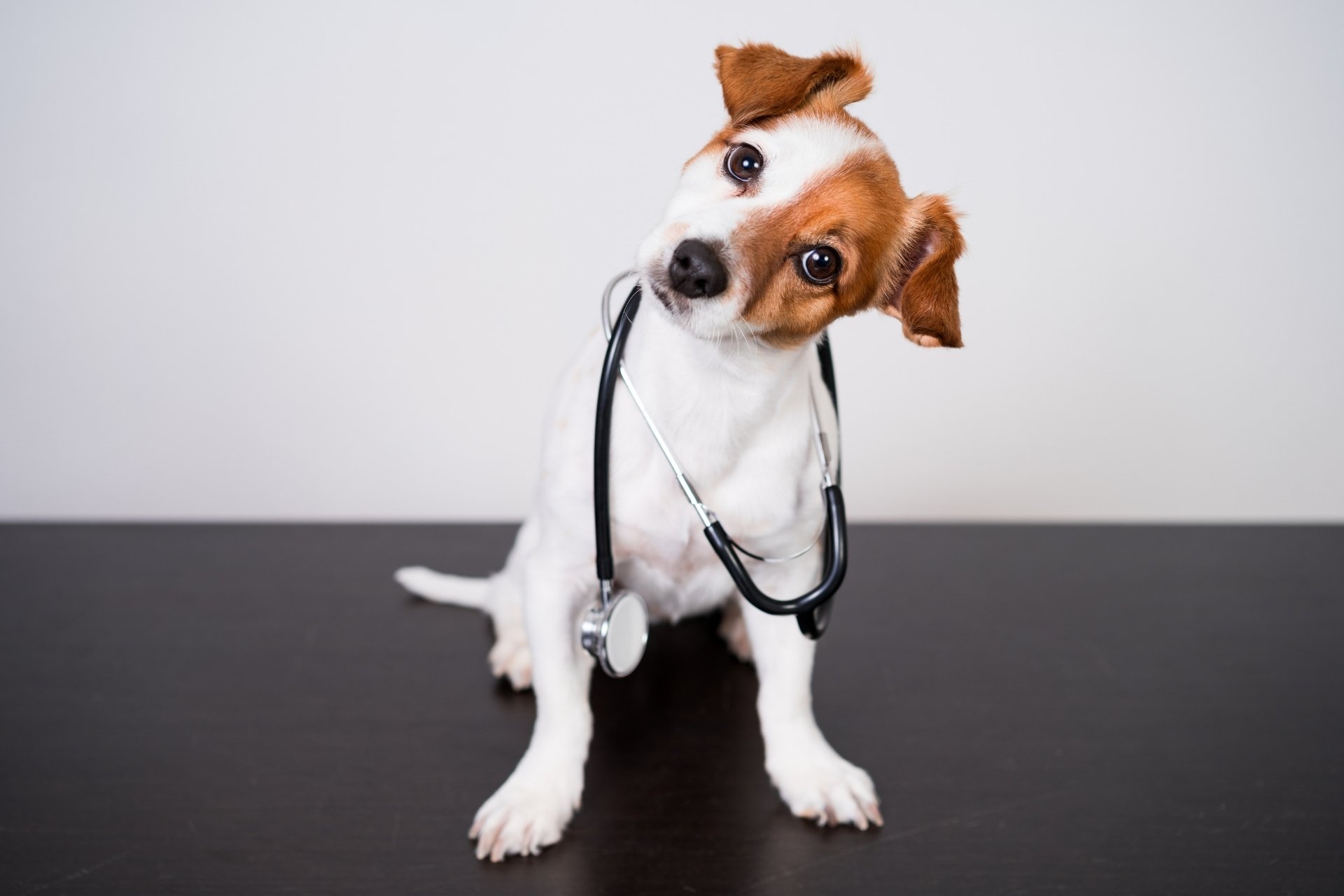 Cute puppy sitting on a doctor's table