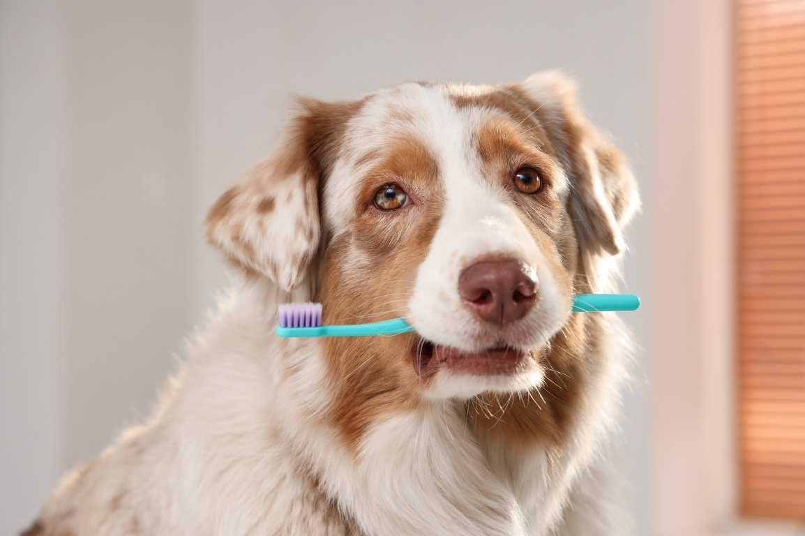 Dog with a toothbrush in mouth