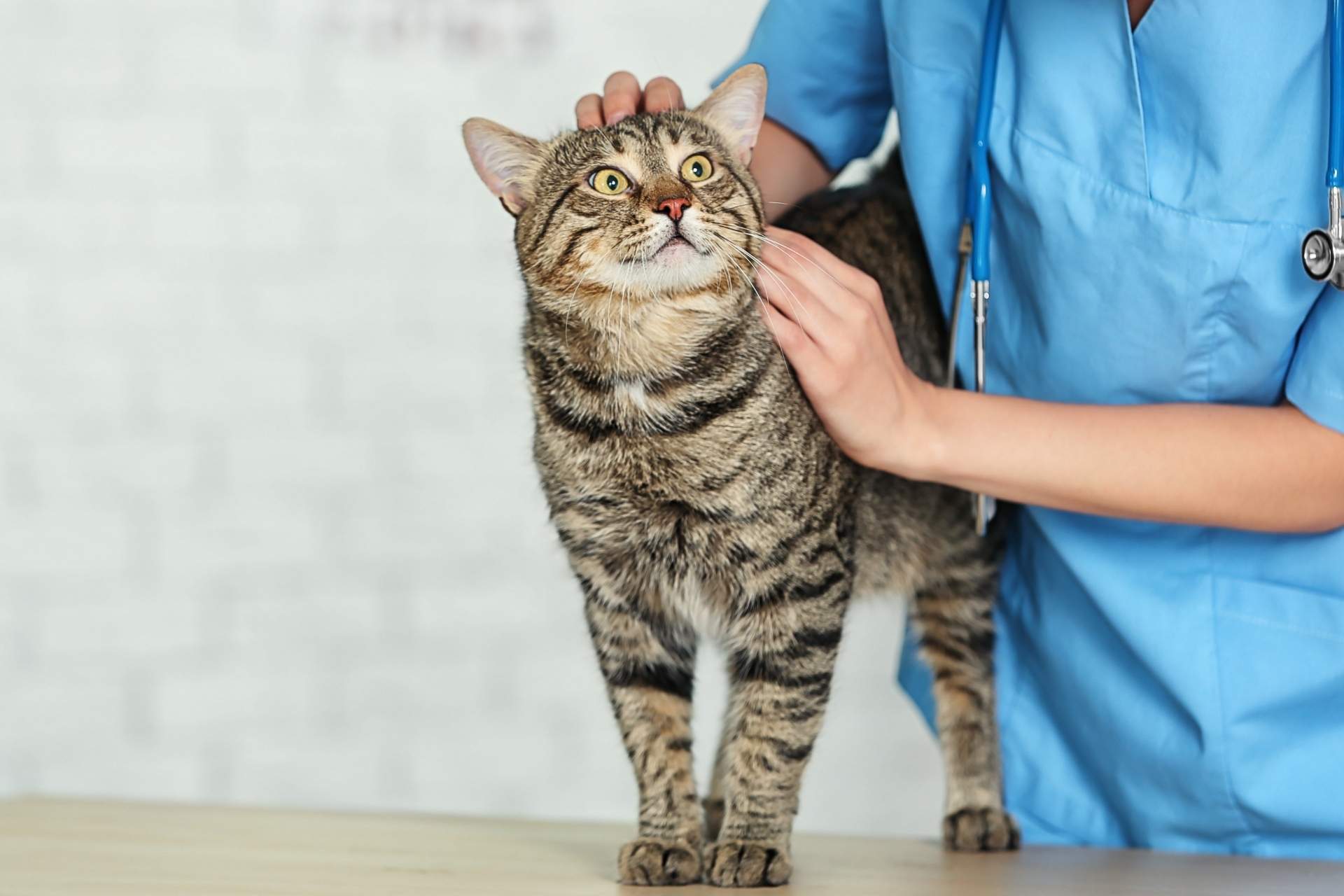 Kitten getting pated by a vet 
