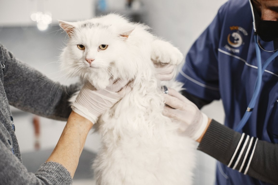 Kitten getting prepared for hospitalization