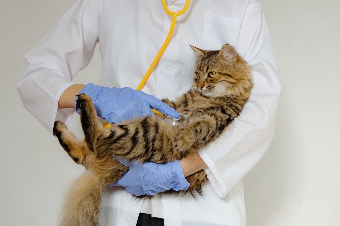 Kitten having daily checkup