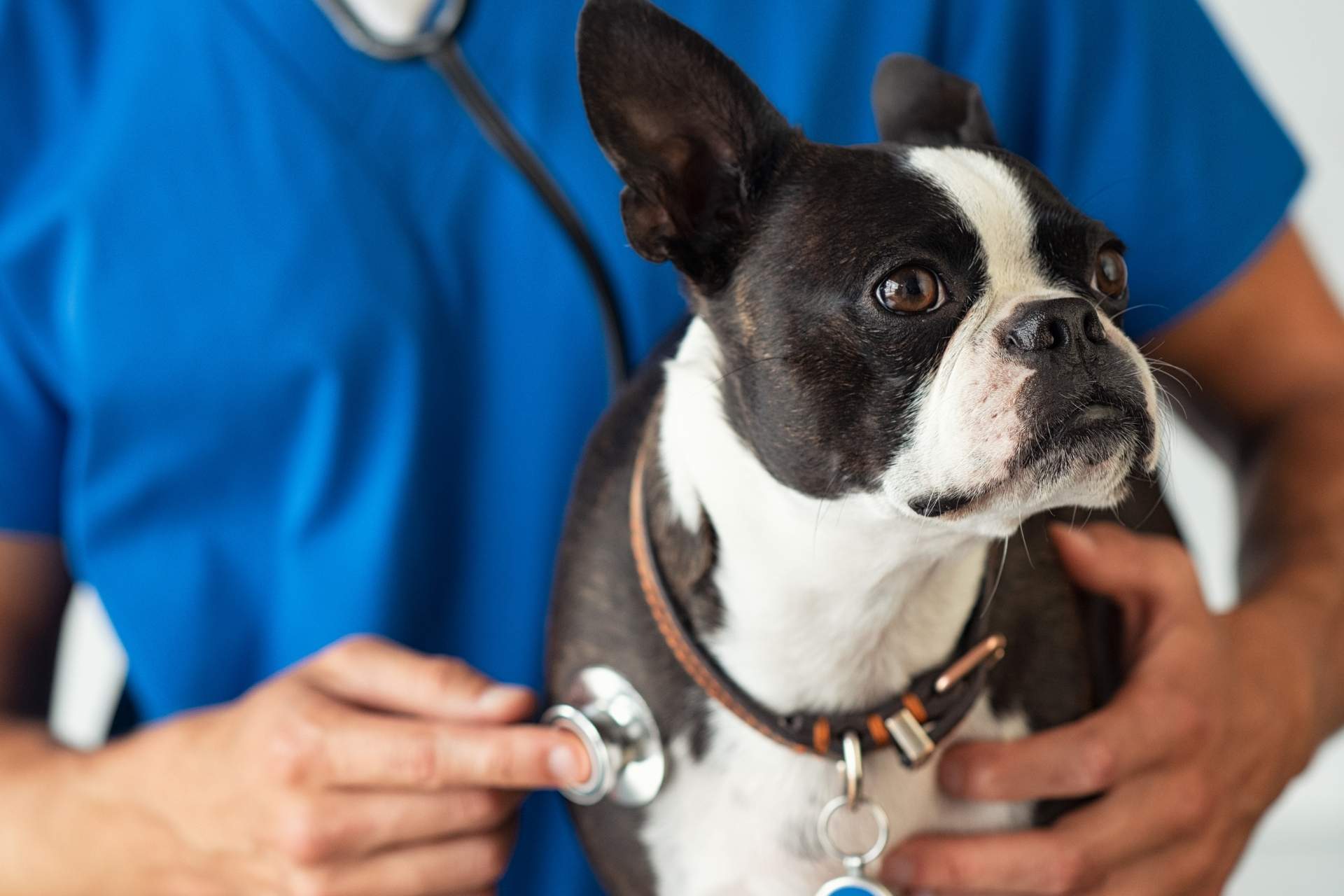 Puppy getting checked up by a vet