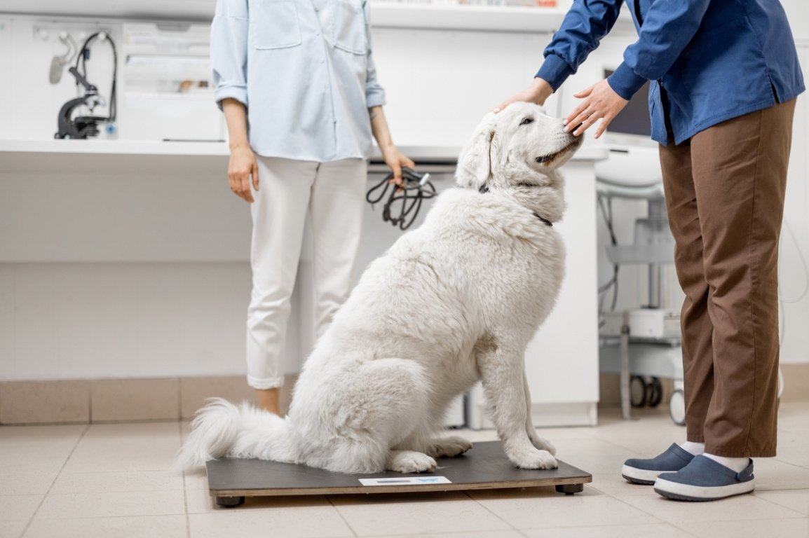 Puppy getting preped for hospitalization