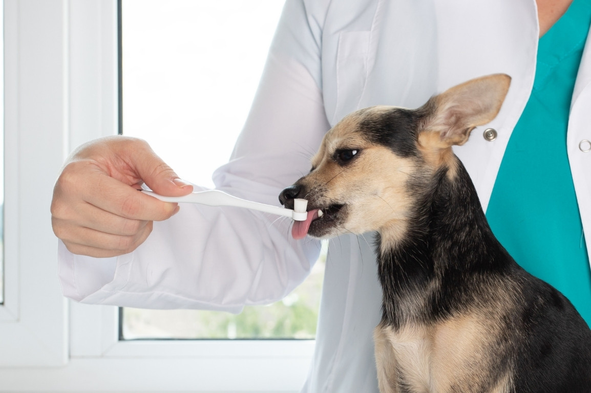 Puppy having a dental care