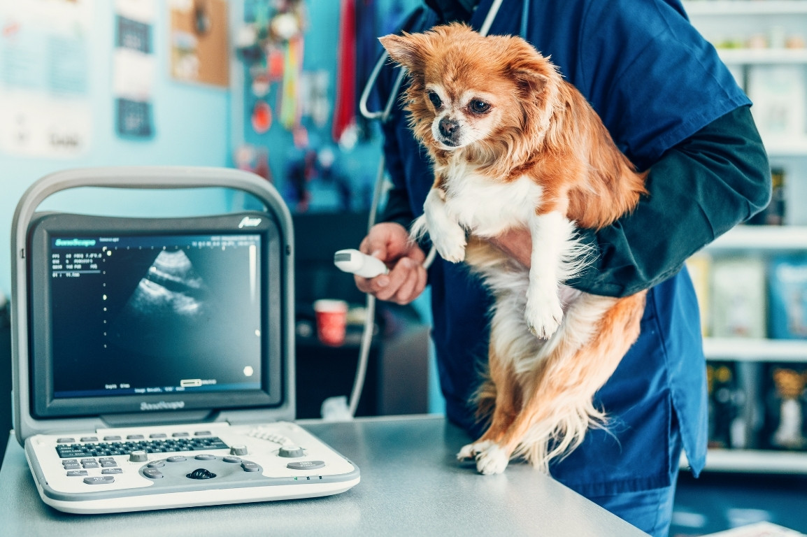Puppy having a diagnostics care