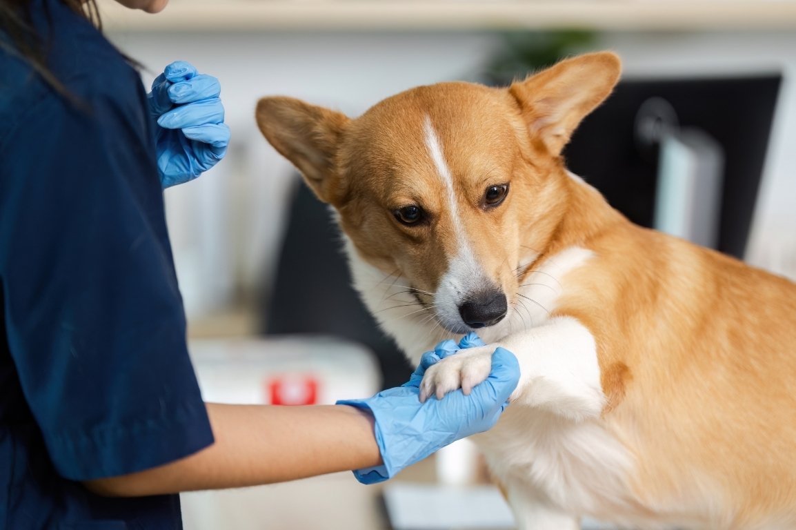 Puppy having a surgical care