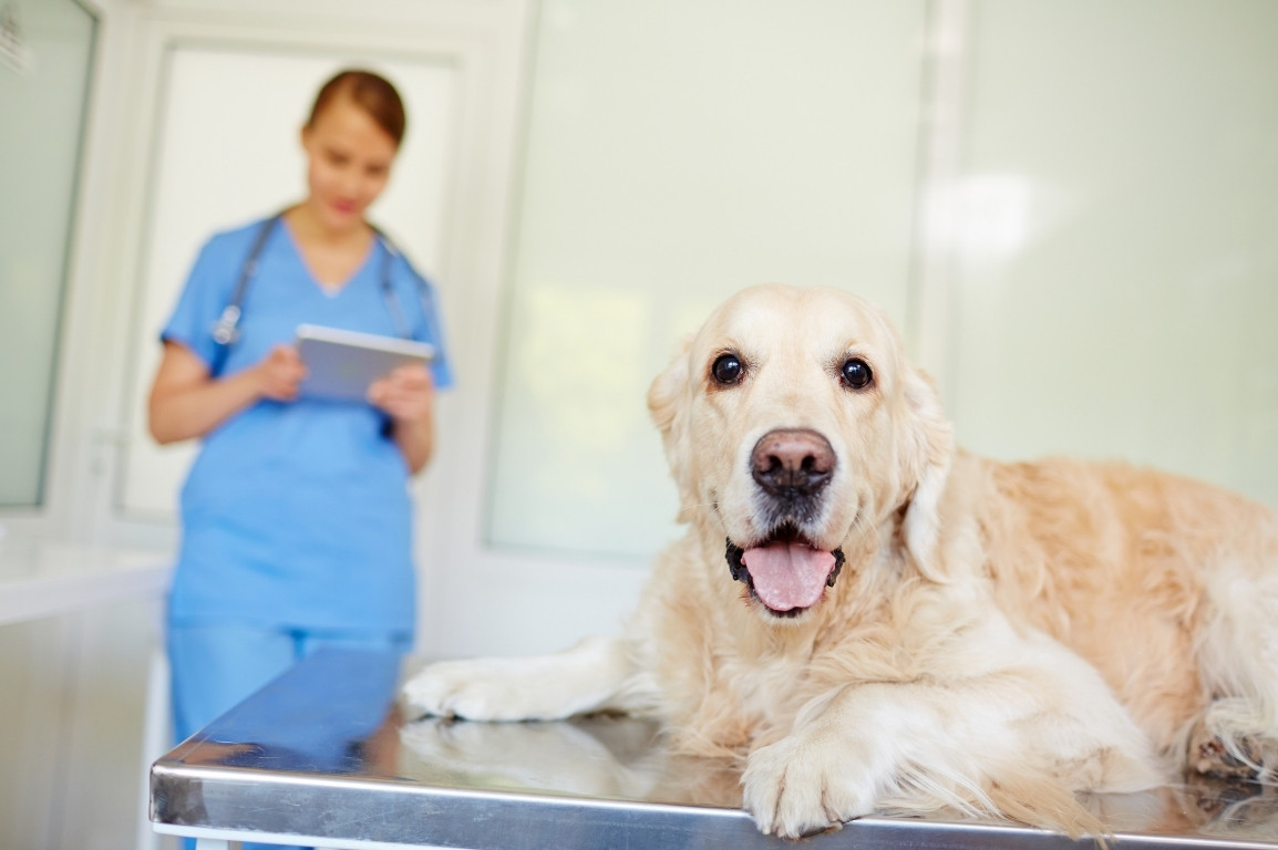 Puppy in the vet clinic