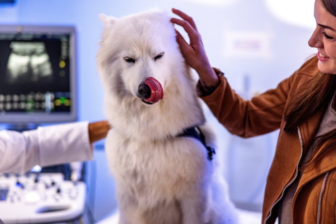 Puppy licking its nose