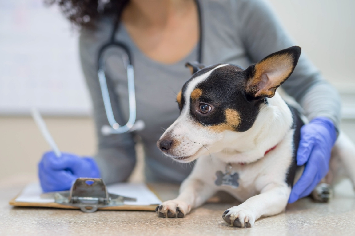 Puppy sitting on the clinic table