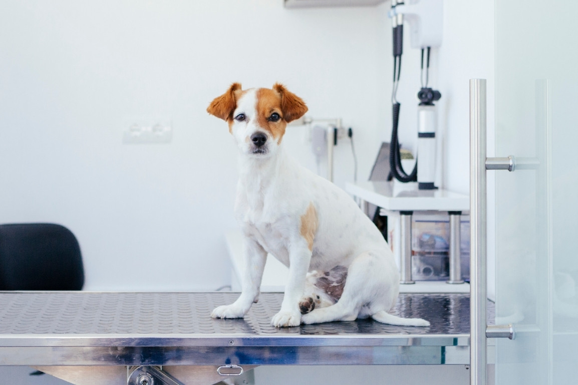 Puppy sitting on the hospital table