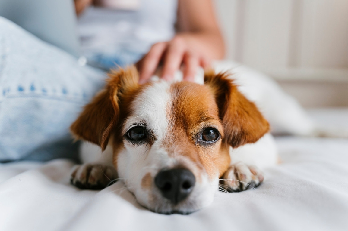 Puppy sleeping beside parent