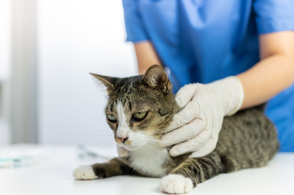 Sick kitten getting treated