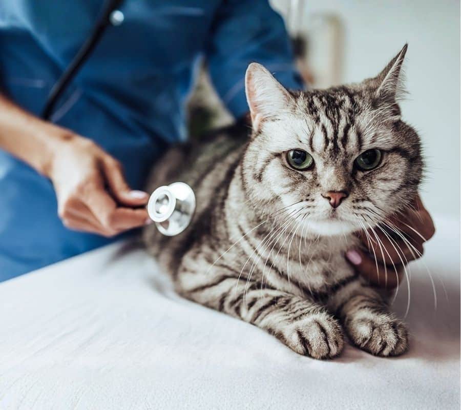 Veterinarian in blue scrubs listens to a tabby cat's heartbeat with a stethoscope.