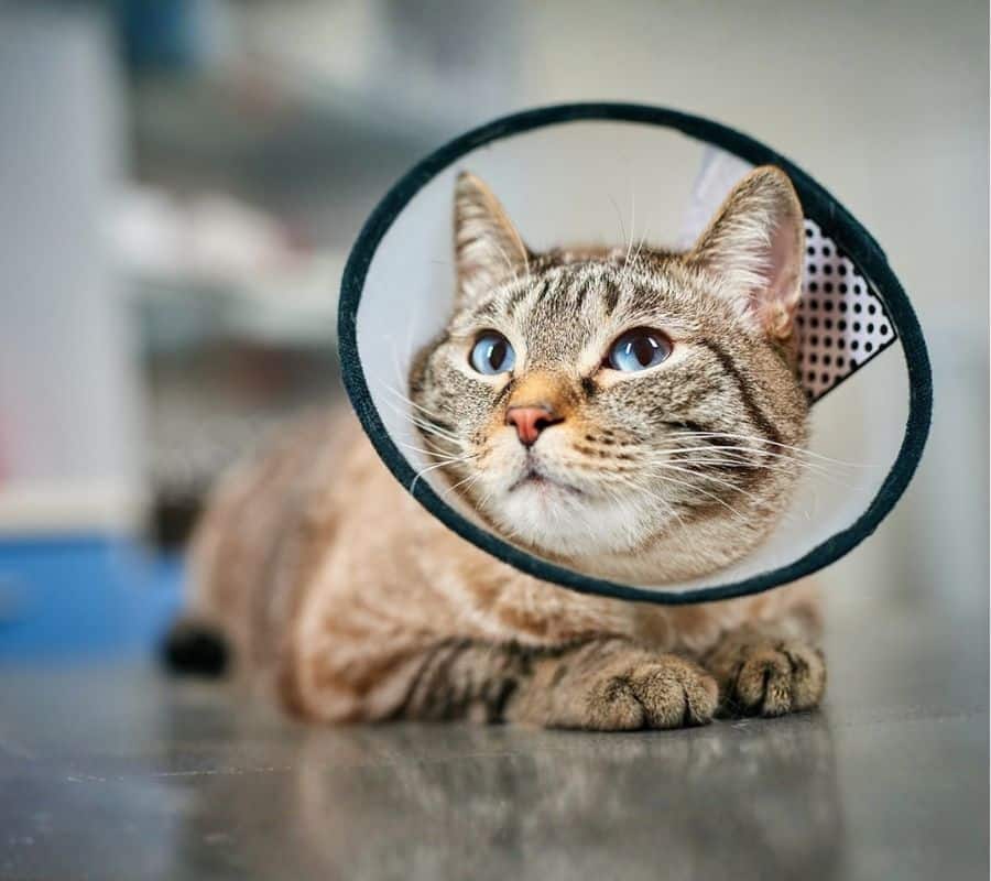 A cat with gray striped fur is wearing a plastic cone collar, resting on an exam table.