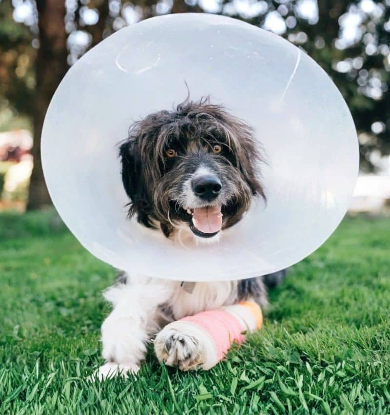 A happy black and white dog wearing a cone collar lies on green grass. Its front leg is wrapped in a pink bandage.
