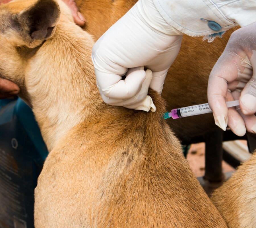Kitten getting a clean up