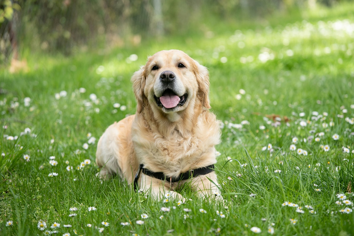 A happy Golden Retriever lies on green grass field with small white daisies.