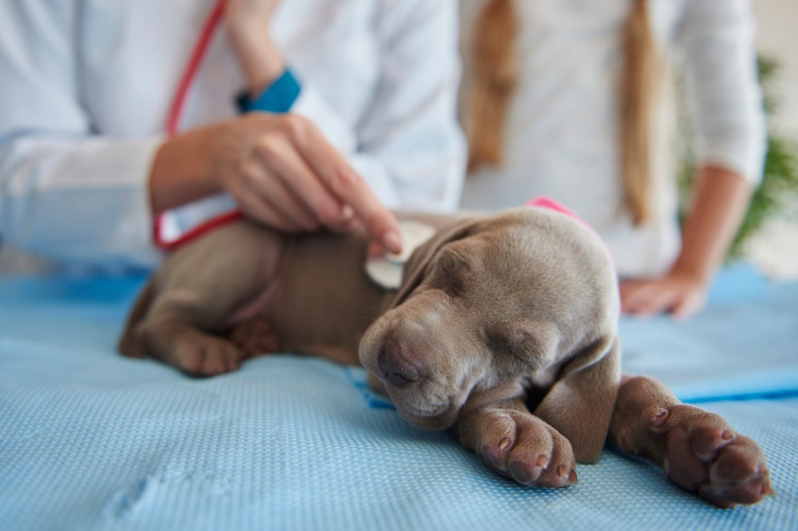 A sleepy puppy lies on a veterinary table while a vet uses a stethoscope to check its heart.