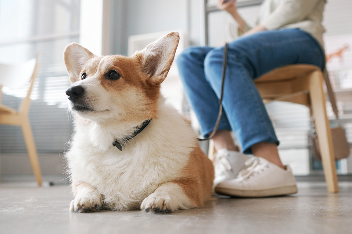 Corgi lying on a floor in a veterinary waiting room beside its owner.