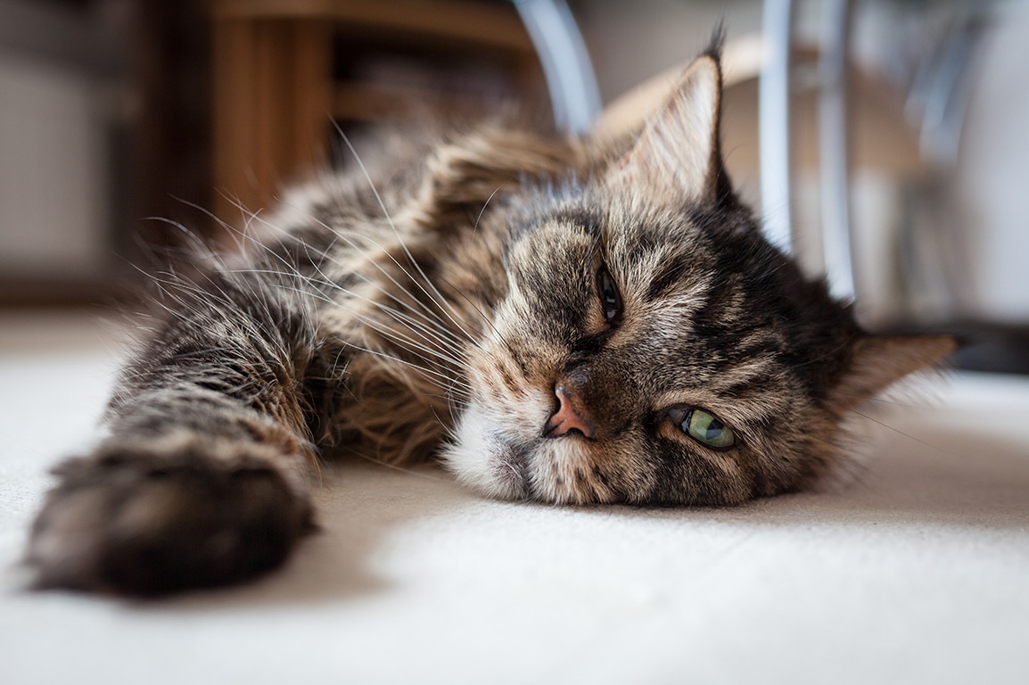 A fluffy, tabby cat lies relaxed on a carpet.