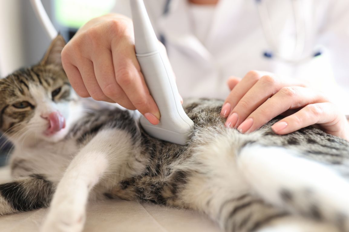 A veterinarian conducts an ultrasound on a relaxed tabby cat.