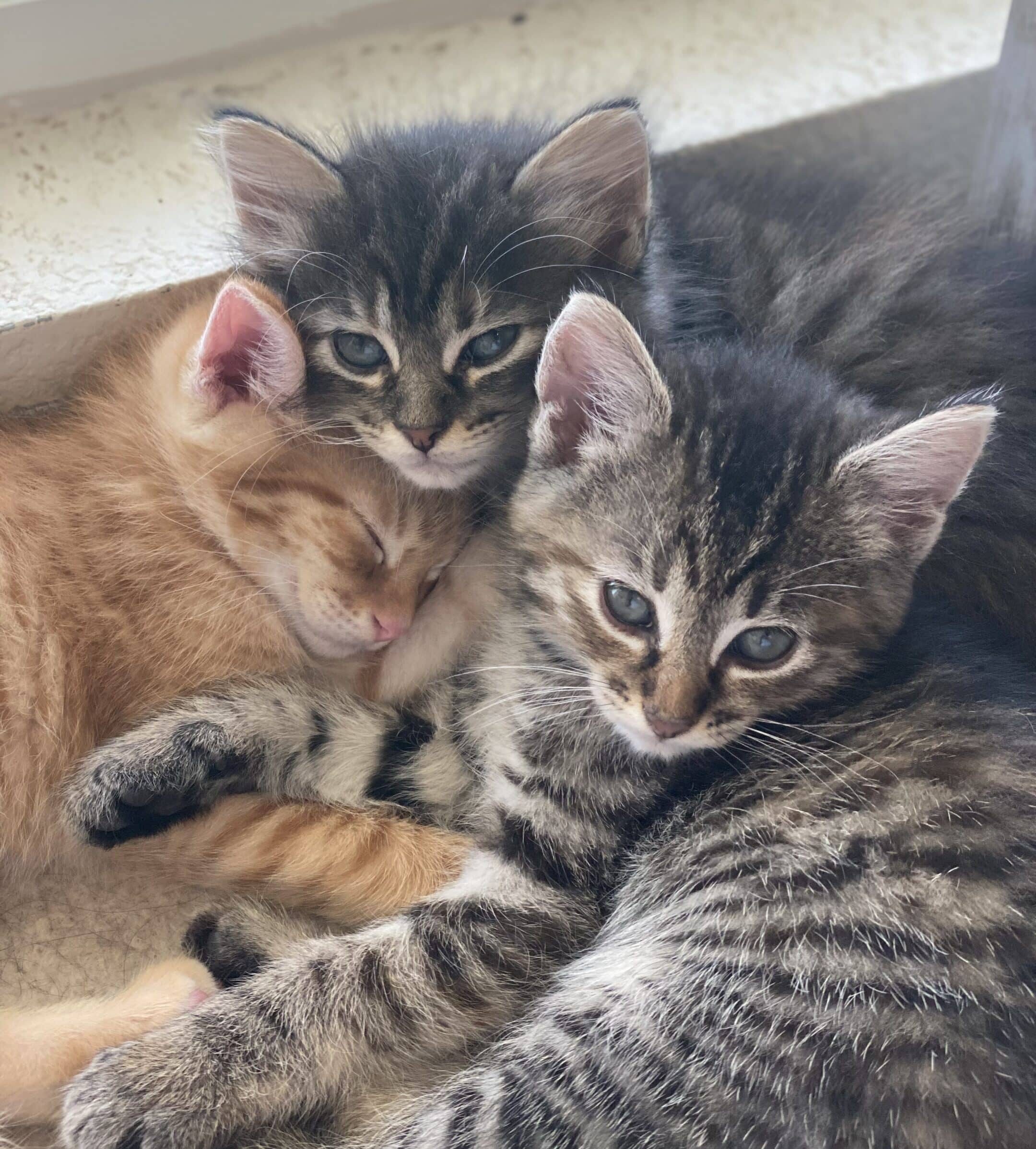 vet staff holding a dog on the table