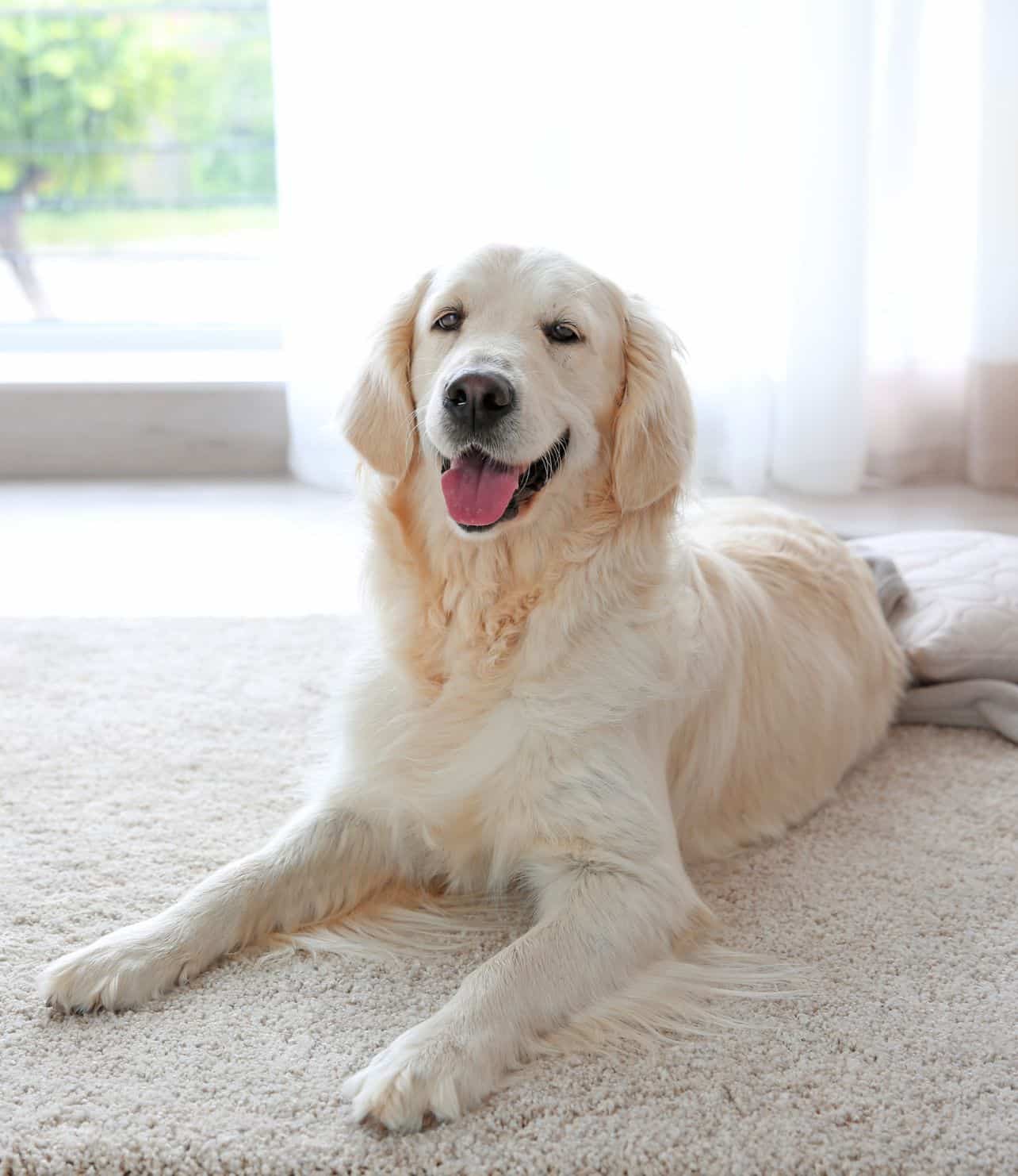 A white dog lying on a rug indoors