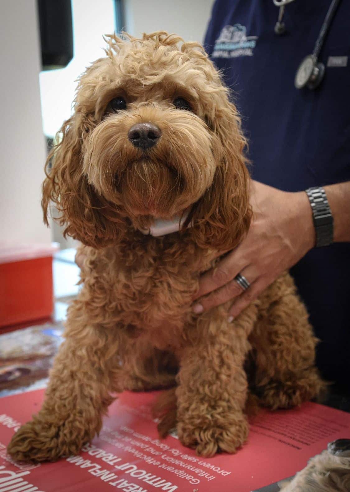 vet staff holding a dog on the table