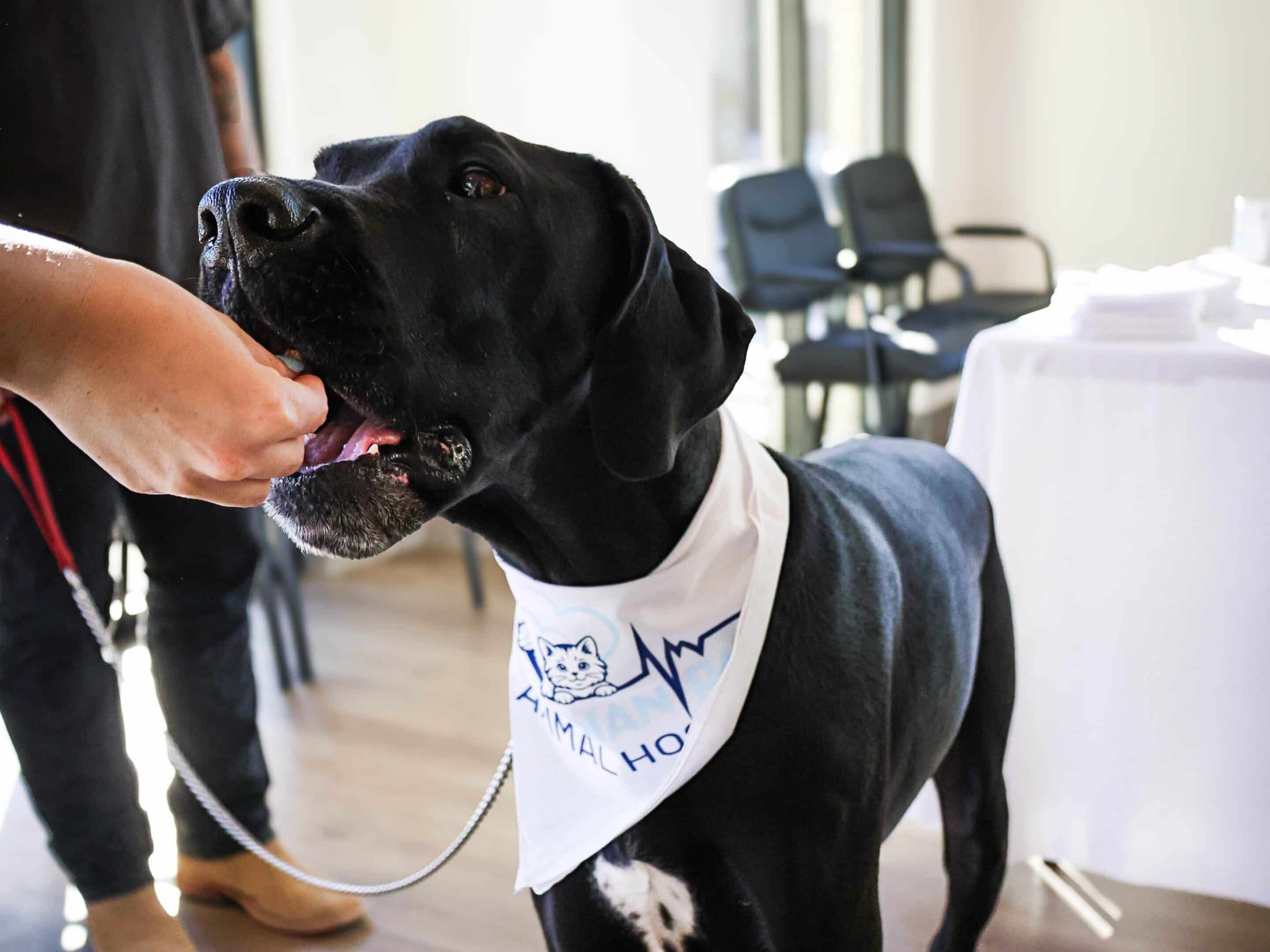A white dog lying on a rug indoors